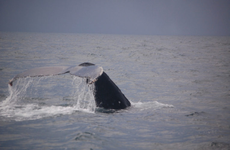 Carson City: A glimpse of hope? CBD and PTSD.