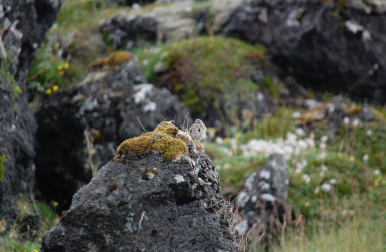 Carson City: Post-school holidays re-set. PTSD self-scan.