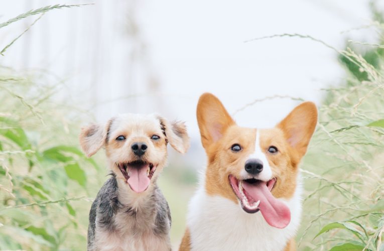 Preventing Home Dog Fights in Carson City